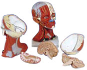 Biology models Descolab